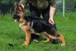 roxy-damyl-junior_original