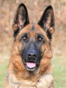 terry-damyl-junior-01_original