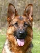 cherry-fauben-01_original