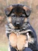 cherry-fauben-03_original